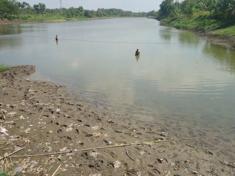 Waduk di Bojonegoro Mengering, Ditanami Jagung
