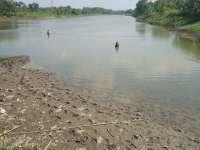 Waduk di Bojonegoro Mengering, Ditanami Jagung