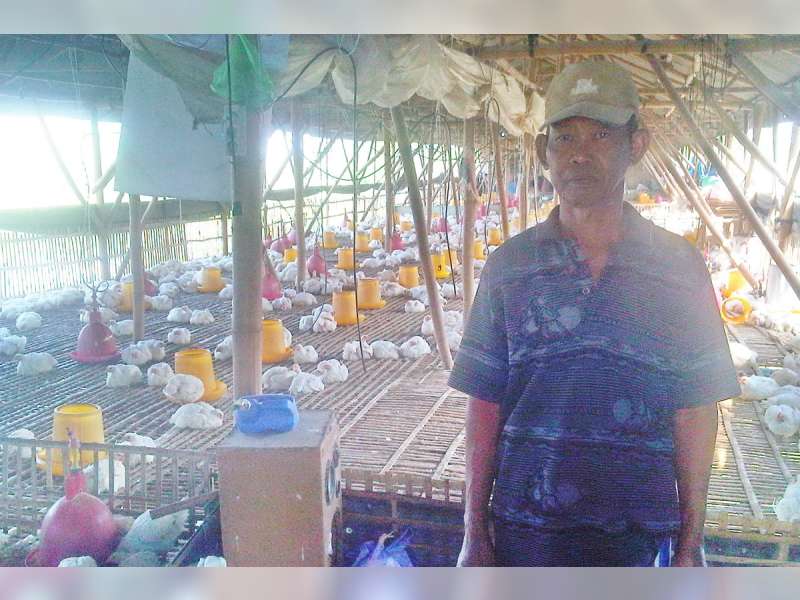 Dampak Kemarau : Ayam Stress dan Mati !