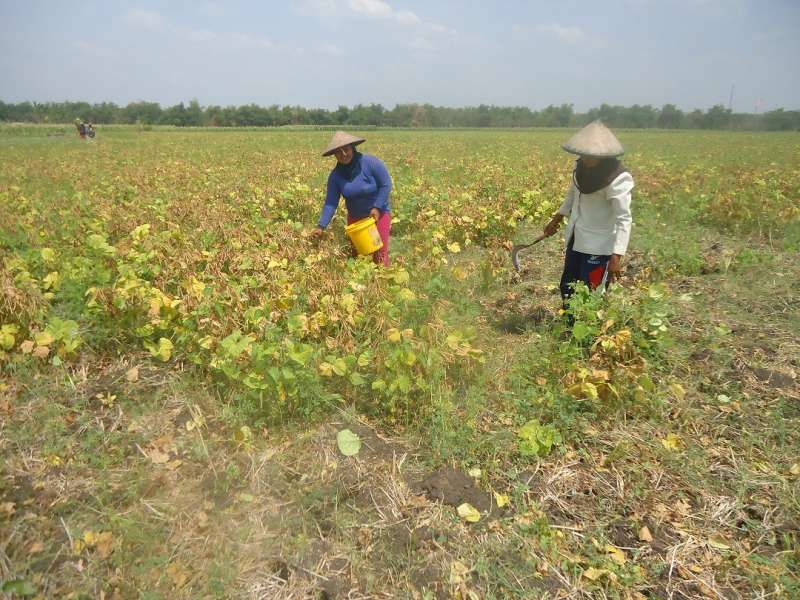 Musim Kering Datang Awal, Petani Kesulitan Tanam Kedelai 