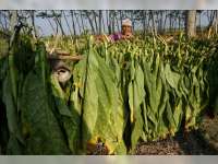 Petani Pilih Jual Daun Tembakau Basah