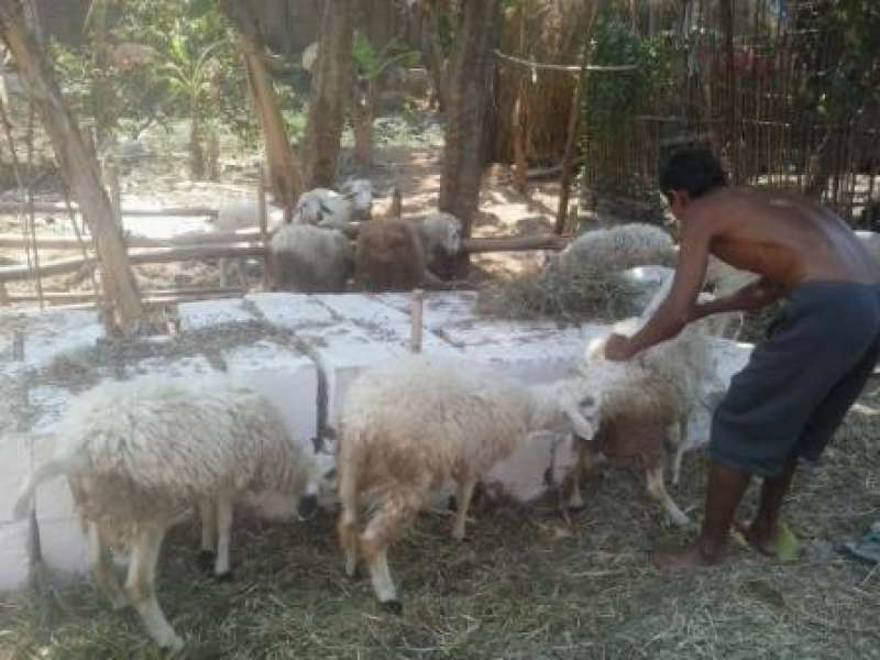 Kambing Belum Laku, Pedagang Mulai Banting Harga