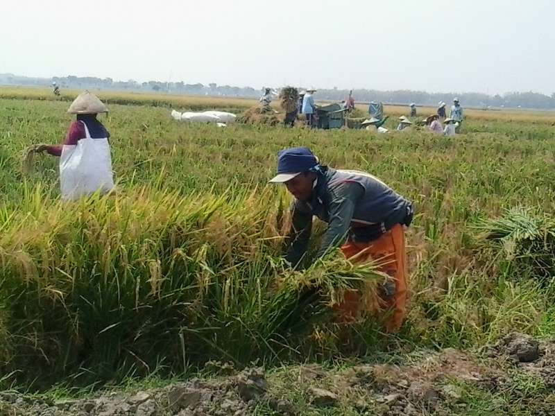 Musim Kemarau, Petani di Kanor Panen Padi 