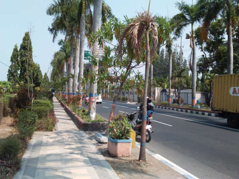 Pohon-Pohon Palem di Jalan Ahmad Yani Terancam Mati 