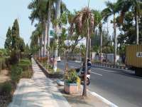 Pohon-Pohon Palem di Jalan Ahmad Yani Terancam Mati 
