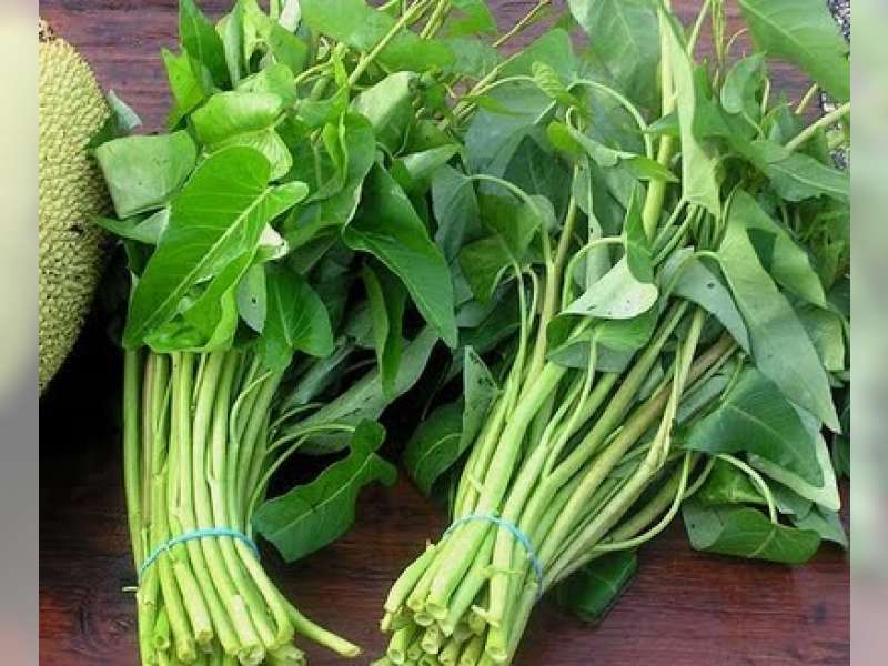 Tanam Kangkung lebih Untung