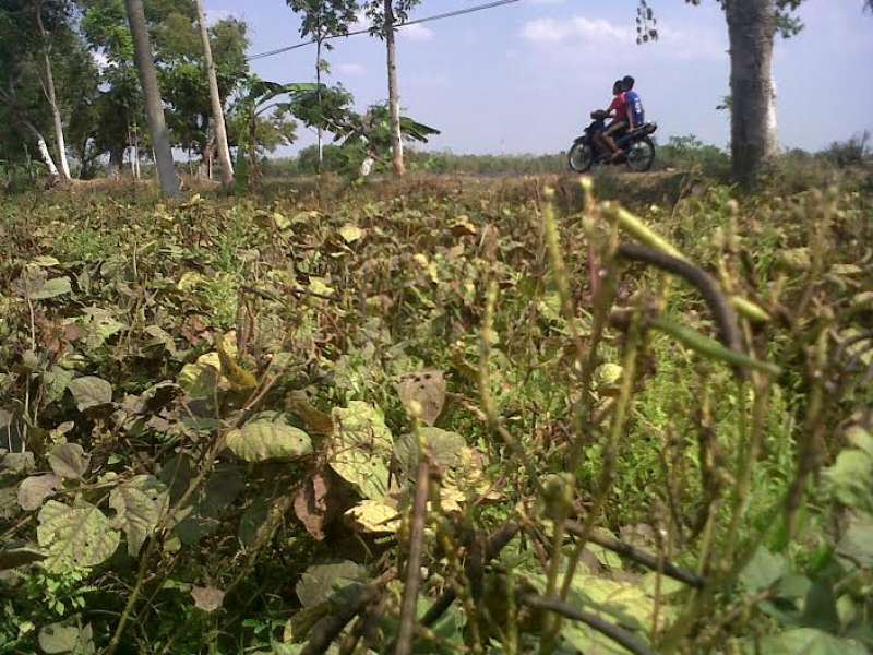 Kedelai dan Kacang Hijau di Tapelan Tumbuh Kerdil
