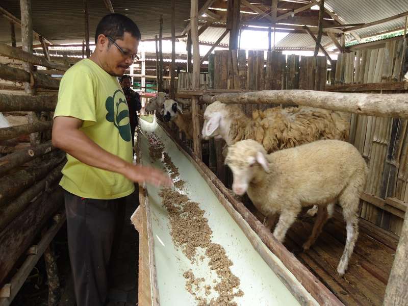 Bikin Klinik Khusus untuk Kambing Kawin, Beranak, dan Nifas