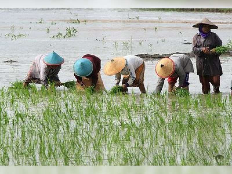Dua Kali Hujan, Petani di Balen Belum Berani Tanam Padi