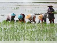 Dua Kali Hujan, Petani di Balen Belum Berani Tanam Padi