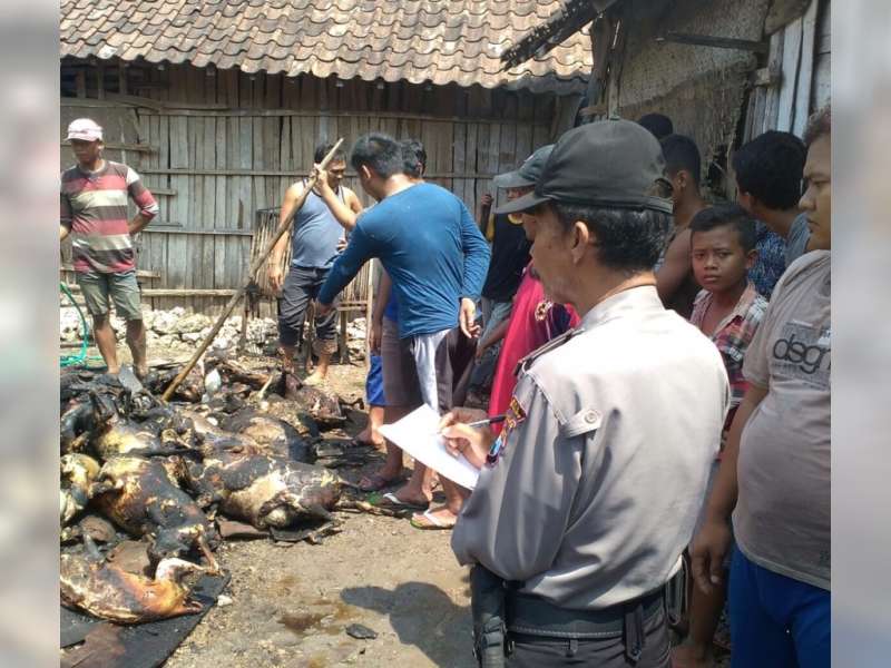 Diang Lupa Dimatikan, 19 Ekor Kambing Hangus Terpanggang