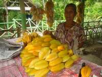 Selama Musim Kemarau, Produksi Buah Belimbing Ngringinrejo Menurun 