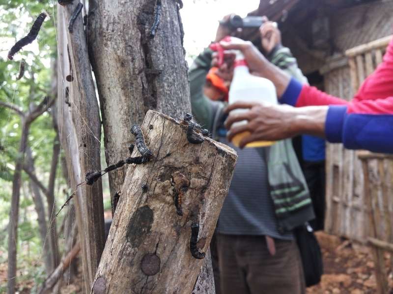 Serbuan Ulat Pohon Jati Tidak Sampai Merusak Tanaman Jagung 