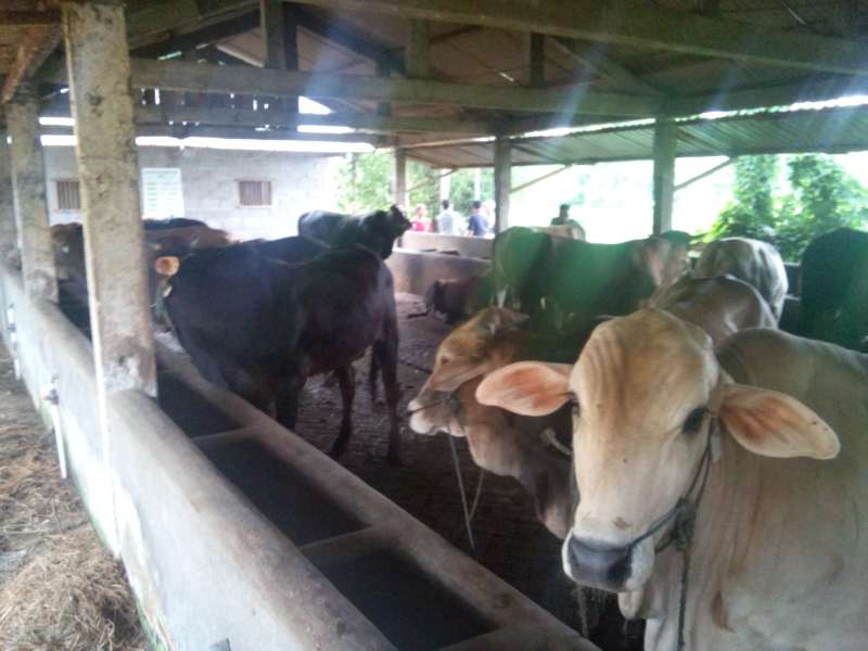 Kelompok Ternak Sumber Rejeki Berhasil Kembangkan Sapi