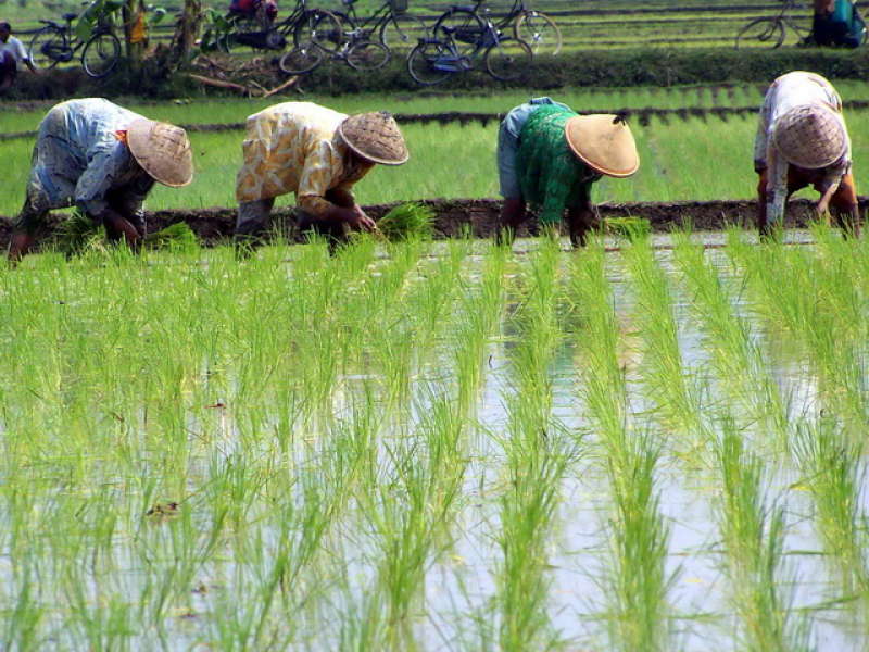 Petani Diminta Terapkan Sistem Tanam Padi Modern