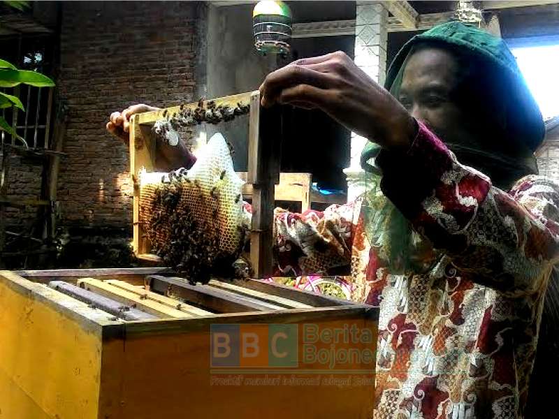 Meski Ditakuti,  Lebah Cukup Menjanjikan untuk Diternak
