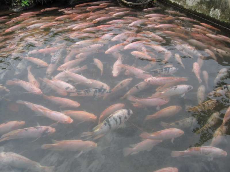 Disnakan Akan Sebar 5000 Benih Ikan untuk Tiap Embung di Bojonegoro