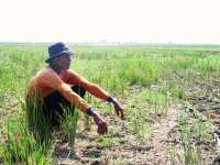 Banyak Petani yang Belum Mengasuransikan Tanamannya