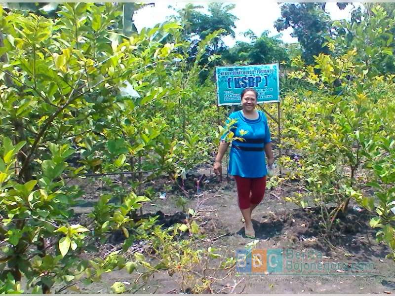 Melihat Kebon Jambu Merah dan Kristal di Kalitidu
