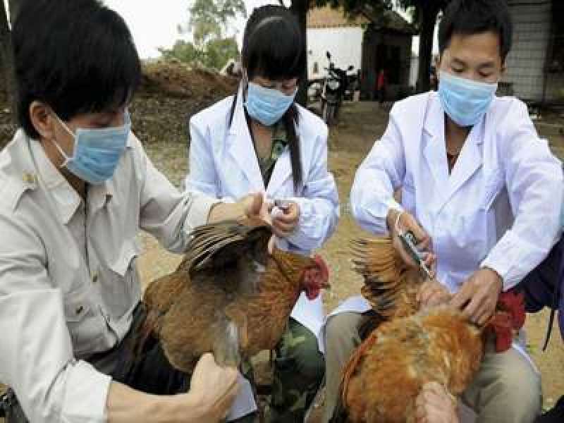 Bojonegoro Steril dari Flu Burung