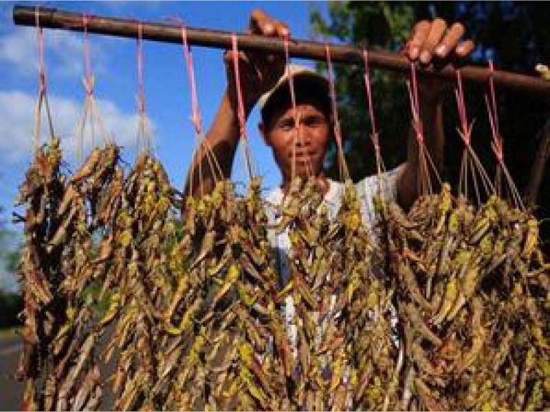 Menangkap Belalang, Pekerjaan Baru Warga Desa Cancung Kecamatan Bubulan