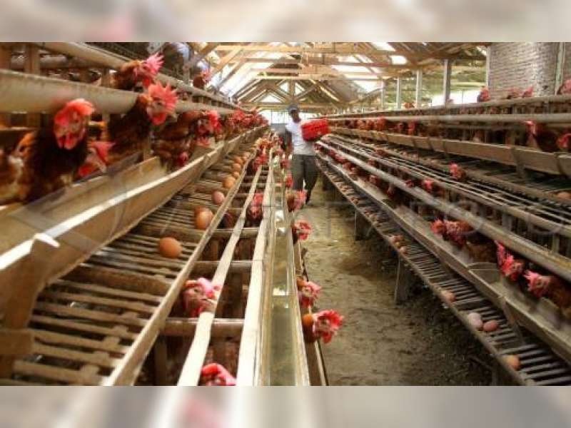 Produksi Telur Ayam di Bojonegoro Masih Minim