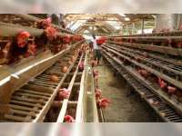 Produksi Telur Ayam di Bojonegoro Masih Minim