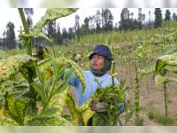 Kemarau Basah Membuat Petani Tembakau Rugi