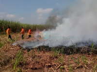 Dua Hektare LahanTebu Siap Tebang di Baureno Ludes Terbakar