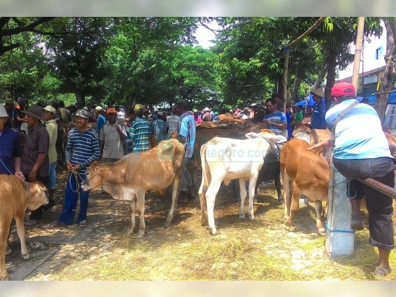 Jelang Idul Adha 1437 H, Permintaan Sapi Dari Luar Daerah Meningkat