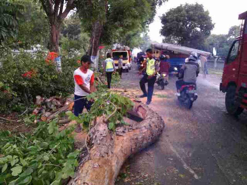 Ada Truk Tertimpa Pohon Tumbang di Jalan Raya Sumberrejo