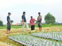 Maksimalkan Lahan Pertanian Dengan Teknik Diversifikasi