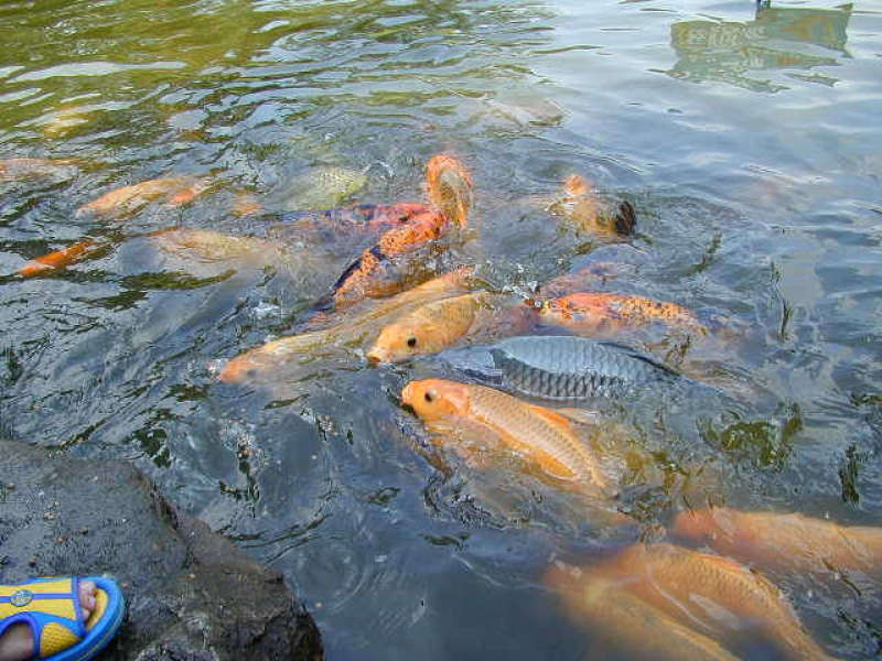 Usai Banjir, Warga Pomahan Panen Ikan Tawes dan Udang Panami