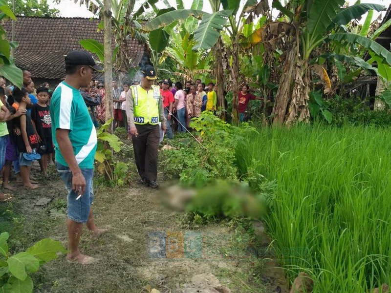 Usai Memotong Pohon Pisang, Nenek di Tambakrejo Tewas Kesetrum