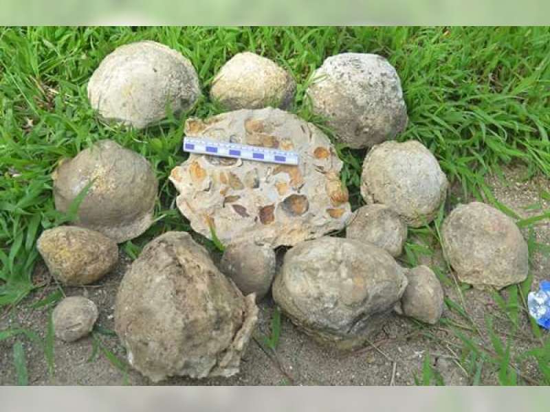 Banyak Temuan Fosil Binatang Laut, Selatan Bojonegoro Dulu Lautan