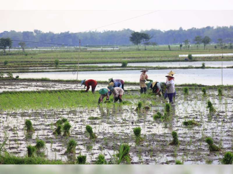 Petani Bantaran Bengawan Solo Nekat Tanam Padi Lagi