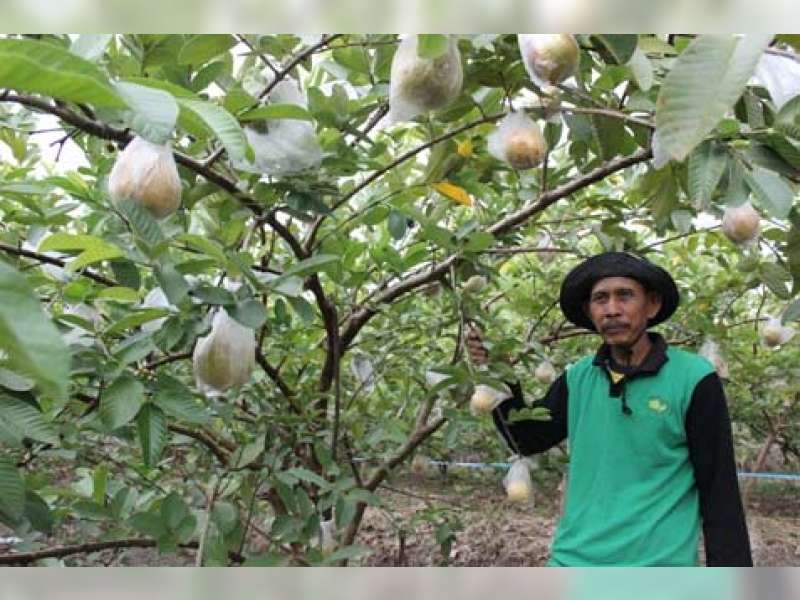 Tahun 2017 Disperta Anggarkan 150 Ribu Bibit Jambu