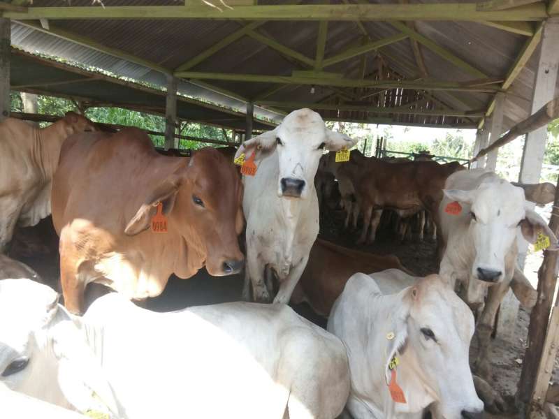 Cerita SPR Mega Jaya Dapat Bantuan 103 Sapi dari Australia
