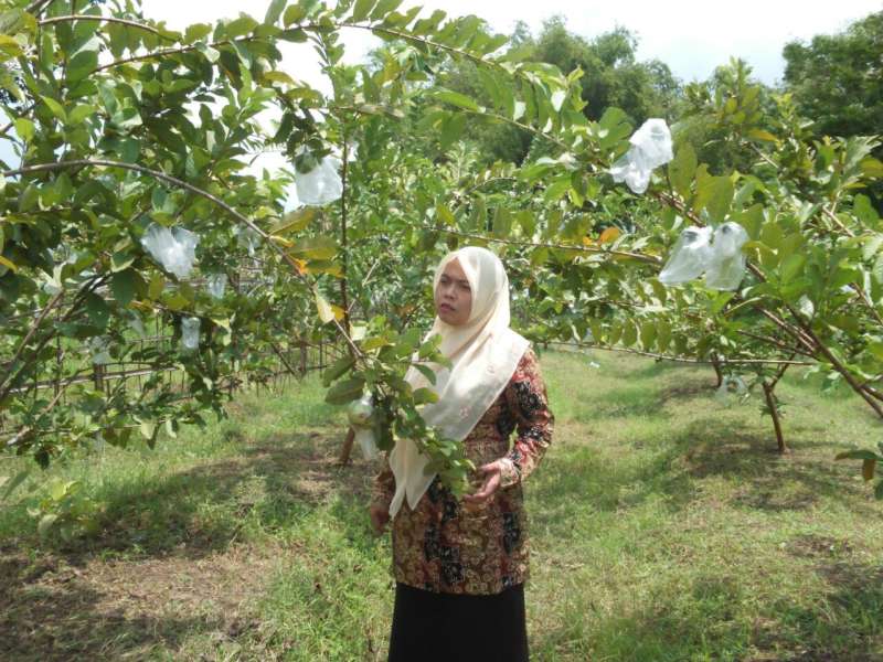 Petani Desa Padang Akui Jambu Kristal Lebih Menguntungkan