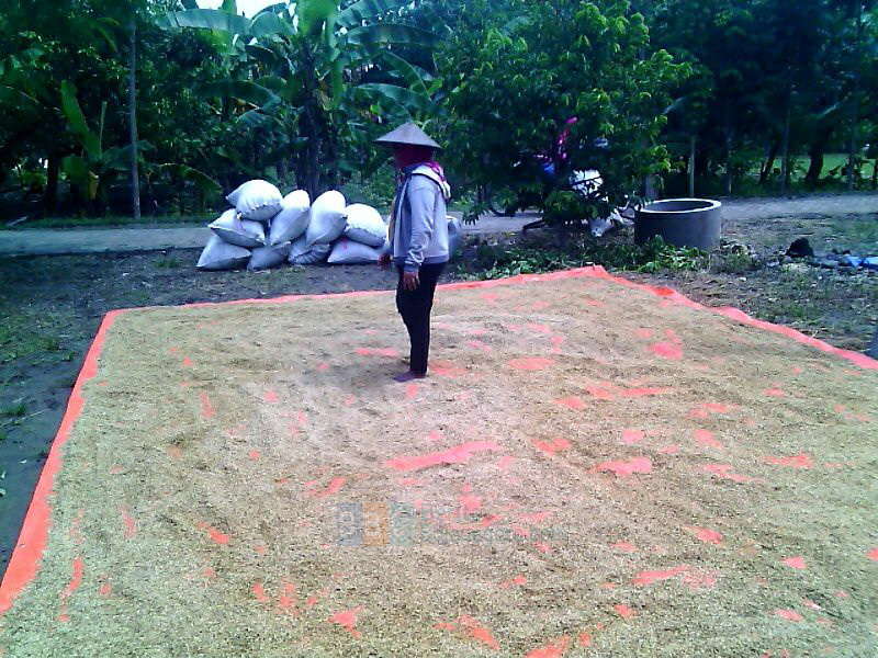 Tiap Hari Hujan, Petani Kesulitan Menjemur Padi