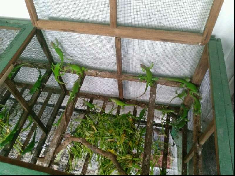 Beternak Reptil yang Cukup Menjanjikan