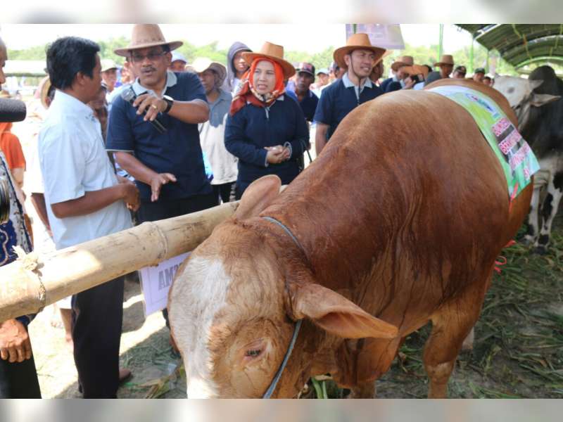 Inilah Juara Lomba Ternak Sapi Kabupaten Blora