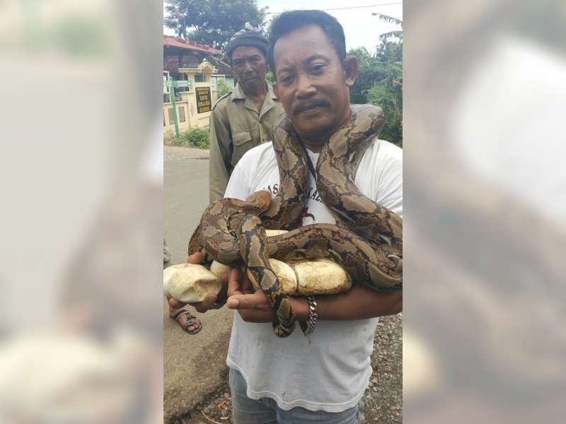 Warga Kalinanas Geger Temukan Ular Sanca dan Telur