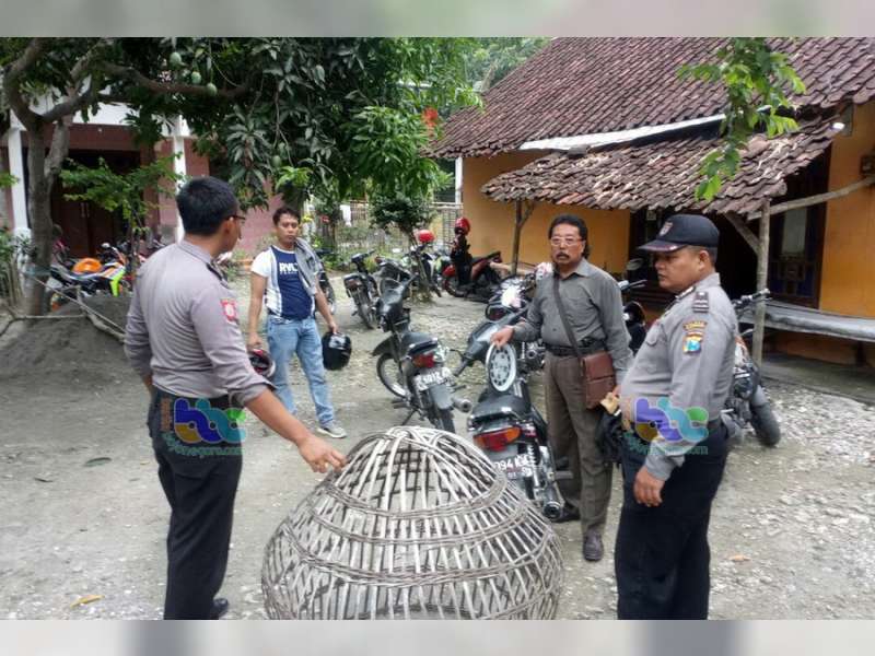 Sabung Ayam di Sumberrejo Digrebek Polisi, 2 Orang Saksi Diamankan Petugas