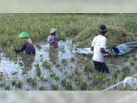 Terendam Banjir, Petani Terpaksa Panen Dini Tanaman Padi