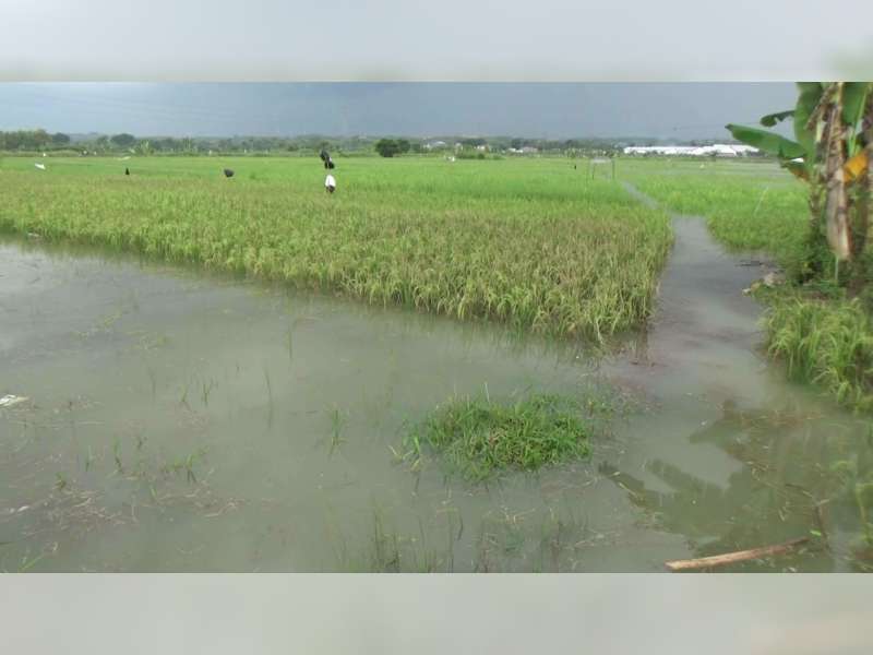 Ratusan Hektare Tanaman Padi di Baureno Terpaksa Panen Dini