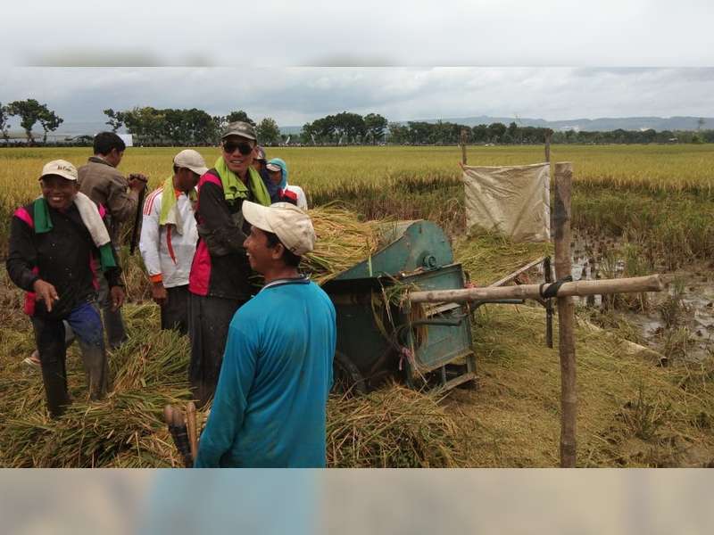 Sektor Pertanian Masih Menjadi Tumpuan Ekonomi di Bojonegoro