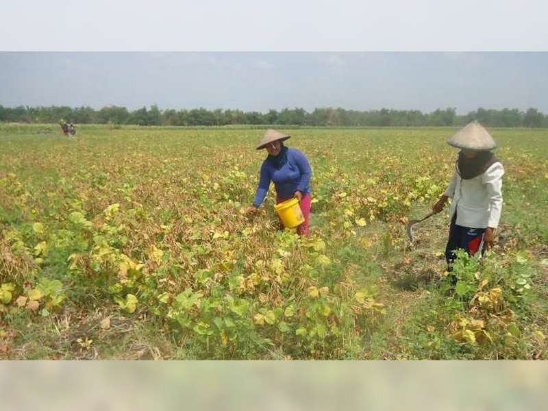 Pemerintah Pusat Bantu Petani Bojonegoro, Sarana Produksi 1000 Hektare Tanaman Kedelai