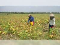 Pemerintah Pusat Bantu Petani Bojonegoro, Sarana Produksi 1000 Hektare Tanaman Kedelai