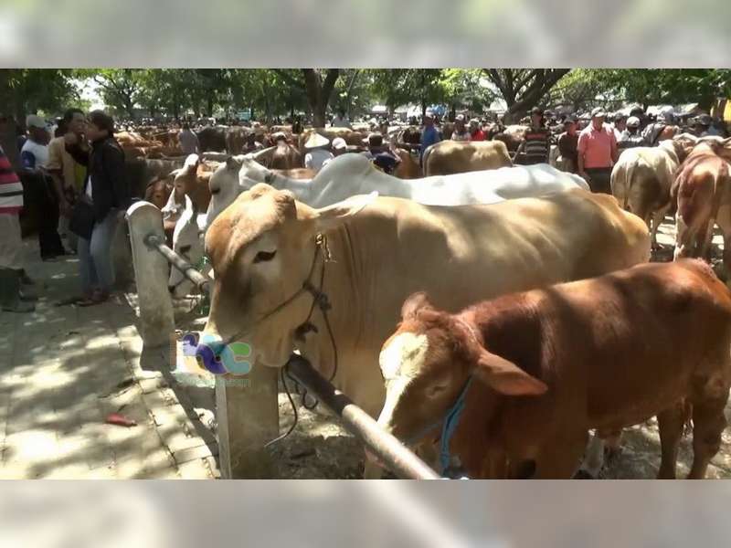 Jelang Iduladha Harga Sapi di Bojonegoro Naik Hingga 20 Persen